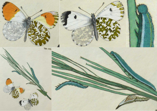 Planche ancienne de l'Aurore / biblioth&egrave;que priv&eacute;e anonyme